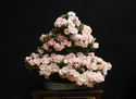 flowering bonsai (c) Nickolas Rjabow (NickR - Fotolia)