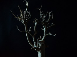 pruned bonsai (c)Carlos Domingo - Fotolia